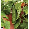 Burpee 'Bush Champion' Slicing Cucumber Seeds, 60 Non-GMO seeds, Container
