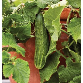 Burpee 'Bush Champion' Slicing Cucumber Seeds, 60 Non-GMO seeds, Container Friendly, Burpee Exclusive
