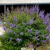 Generic Shoal Creek Vitex Or Chastetree, Violet Flowering, Aromatic, Heat