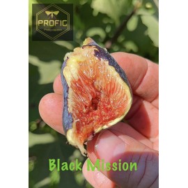 Profig Ficus "Black Mission" Fig Tree plant hardy 4 Plants. Cold Hardy