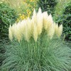 Eden Brothers Grass Seeds - Pampas Plume White