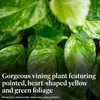 American Plant Exchange Silver Splash Pothos – Live 6-Inch Potted