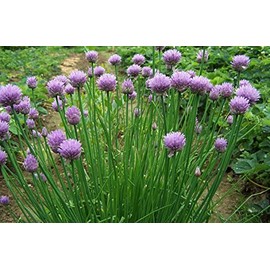 600 Common Chive Seeds for Planting Non GMO 1 gram of Seeds Garden Vegetable Bulk Survival Chives