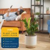 Costa Farms ZZ Live Indoor Tabletop Plant in 6-Inch Grower