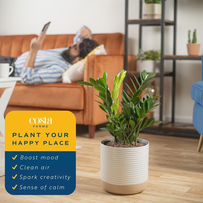 Costa Farms ZZ Live Indoor Tabletop Plant in 6-Inch Grower