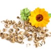 Seed Needs Calendula Seeds Pacific Beauty Mix | 5,000+ Seeds
