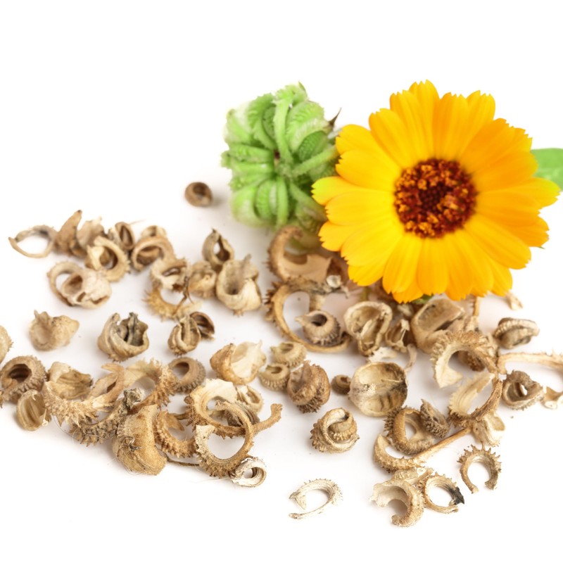 Seed Needs Calendula Seeds Pacific Beauty Mix | 5,000+ Seeds