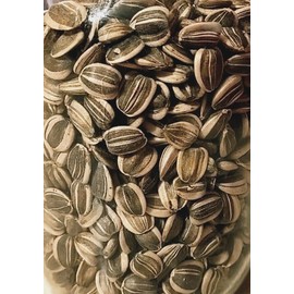 Sunflower (20) HUGE-TITAN SUNFLOWER GIANT SEEDS,*SEE-PIC