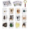 MegaBox 12 Pcs Insect in Resin Specimen Bugs Discovery Collection