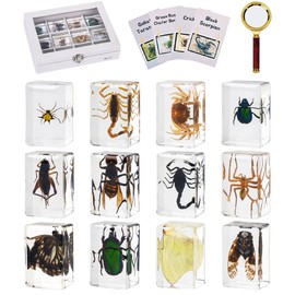MegaBox 12 Pcs Insect in Resin Specimen Bugs Discovery Collection Paperweights, Scientific Educational Insects with Information Cards