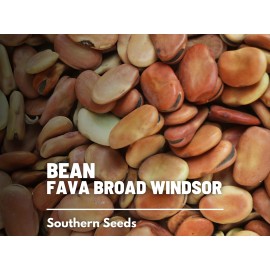 Southern Seeds Bean, Fava Broad Windsor - 10 Seeds, Heirloom Vegetable (Vicia faba)