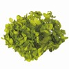 Earth Farms Preserved Soft Yume Hydrangea Head Light Green do001900