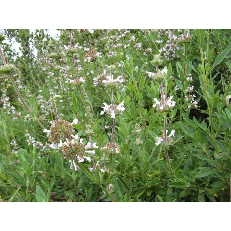 Home-Growth Black Sage/ Salvia Mellifera 100 Seeds - USA