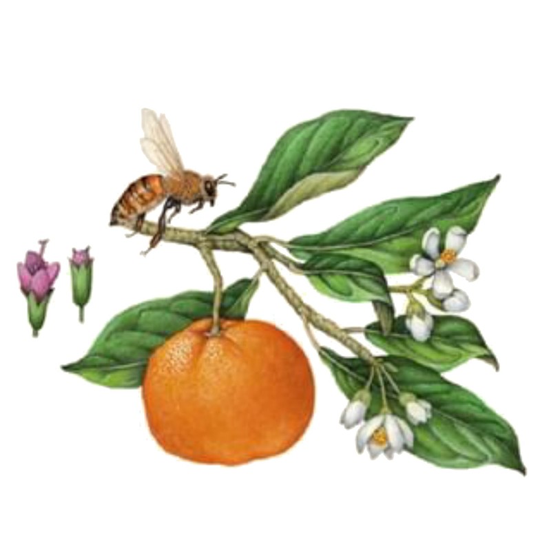 Koala Eco Natural Fruit and Vegetable Wash, 500 ml