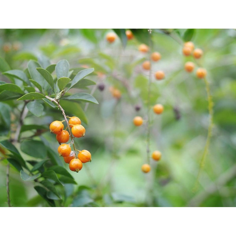 Organic Dried Golden Berries, 4 Pounds - Non-GMO, Kosher, Raw,