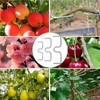 eupdd 36 Pieces Fruit Tree Branch Separators: M8+M10+M13 Branch Puller,