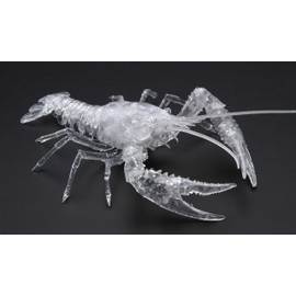 Fujimi Model Free Research Series No.24 EX-3 Ikimono Edition American Crawfish (Transparent) Free Research 24EX-3