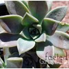 Ghost Plant Graptopetalum Pentandrum Superbum Flowering Succulent Rooted 2" Pot