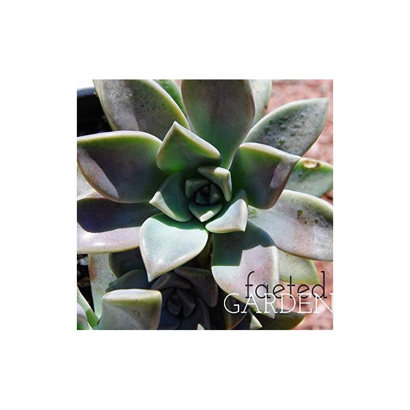 Ghost Plant Graptopetalum Pentandrum Superbum Flowering Succulent Rooted 2" Pot