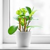 Plant Crutch Support for Drooping Stems or Branches | 4