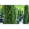 Italian Cypress - Size: 3-4', Live Plant, Includes Special Blend
