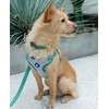 Blueberry Pet Essentials Reflective Better Basics Dog Leash, Apricot, 5