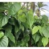 Fresh Betel Leaf, Paan, Piper Betel (10) NOT A Plant