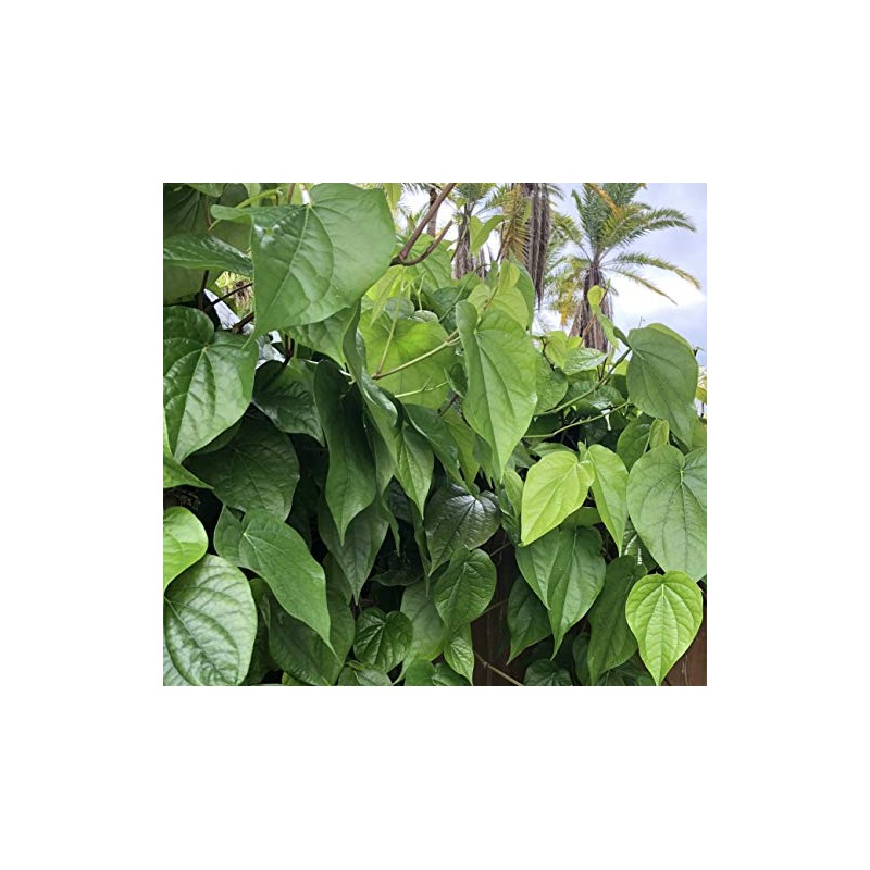 Fresh Betel Leaf, Paan, Piper Betel (10) NOT A Plant