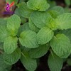 Alebrixes | Boldua Leaves Herbal Tea (4oz)| Premium Quality Whole