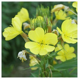 Everwilde Farms - 2000 Common Evening Primrose Wildflower Seeds - Gold Vault Jumbo Seed Packet