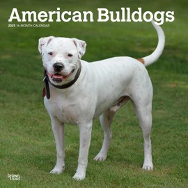 American Bulldogs | 2025 12 x 24 Inch Monthly Square Wall Calendar | BrownTrout | Animals Dog Breeds