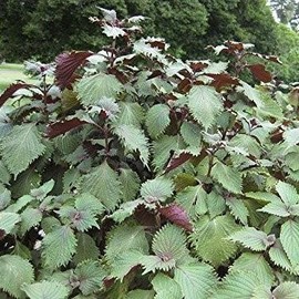 Perilla Purple Zi Su Shisho Seeds (Perilla frutescens) Packet of 40 Seeds