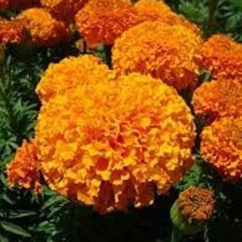 100 Orange Inca Marigold Seeds. Organic. USA Seeds. Ships free