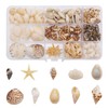 GraceAngie 1 Box 180pcs Small Tiny Sea Shells Mixed 0.4-1"