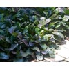 Ajuga Reptans Bronze Beauty | 3 Live Plants | Carpet
