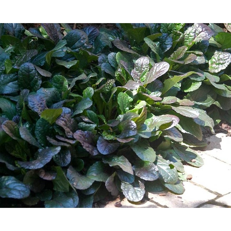 Ajuga Reptans Bronze Beauty | 3 Live Plants | Carpet