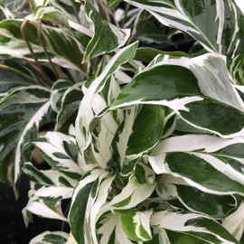 CALATHEA Fusion White Variegated Prayer Plant Rare Green Lilac Leaf Tropical Live Indoor Outdoor Shade Starter Size 4 Inch Pot Emerald R