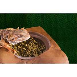 Exo Terra Cup Holder for Cup diets, ornament for reptiles.Any terrarium setting