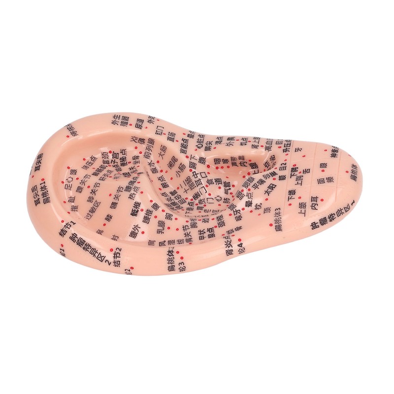 6.7in Ear Acupuncture Model Silicone Engraving Ear Massage Acupuncture Model