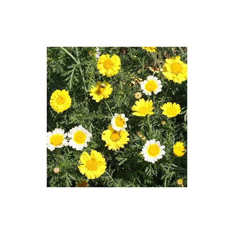 Everwilde Farms - 1 Oz Garland Daisy Wildflower Seeds -