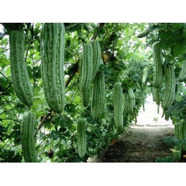 salee shop 30 Seeds Bitter Gourd Seeds, Chinese Bitter Gourd