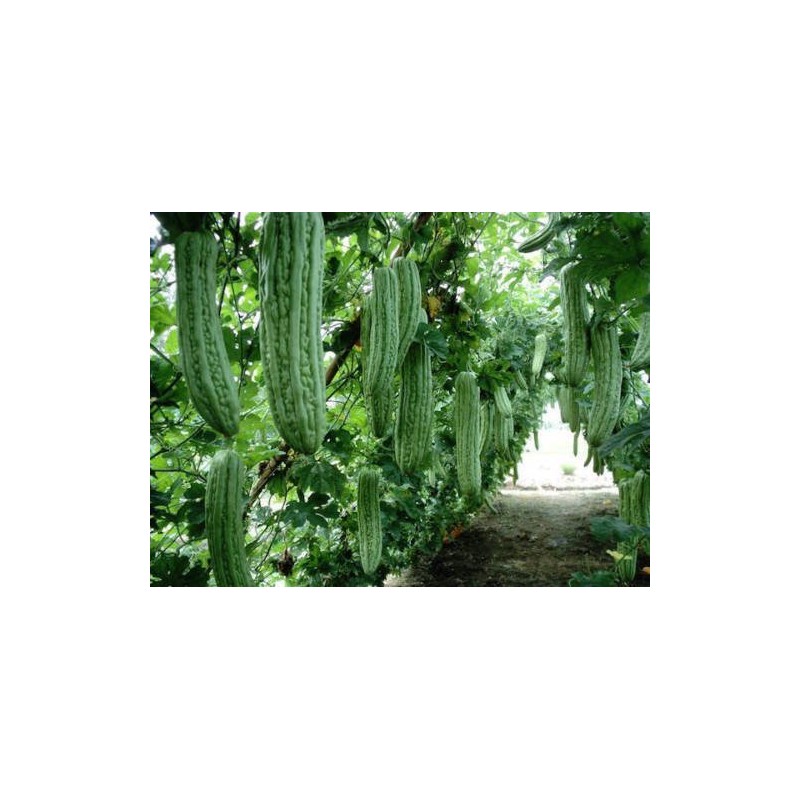 salee shop 30 Seeds Bitter Gourd Seeds, Chinese Bitter Gourd