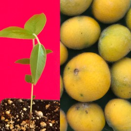 Yellow Jaboticaba Cabelluda Myrciaria Glazioviana Plinia Glomerata Tree Plant