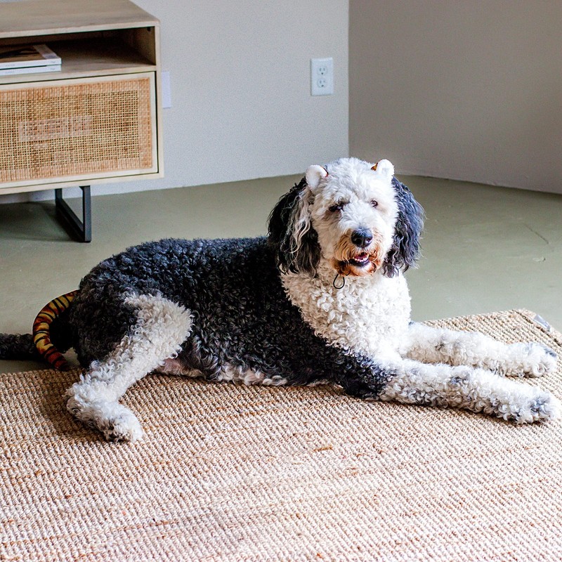 Midlee Tiger Dog Costume Headband & Tail- Large