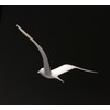 Seagull Mobile Outdoor Sculpture by John Perry 16 inch wingspan