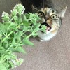 22Day Seeds: Seeds Catmint for Cats/Catnip Nepeta cataria/Non GMO/Heirloom