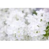 CZ Grain 25 White Japanese Lilac Seeds (Extremely Fragrant)