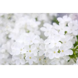 CZ Grain 25 White Japanese Lilac Seeds (Extremely Fragrant)