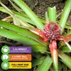 Wellspring Gardens Florida Special Pineapple - Ananas comosus - Live