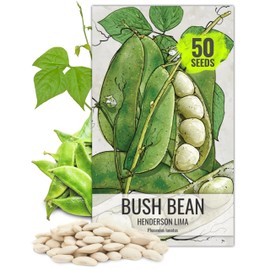 Seed Needs, 50+ Henderson Lima Bush Bean Seeds (Phaseolus vulgaris) Easy to Grow Lima Beans Non-GMO- Bulk